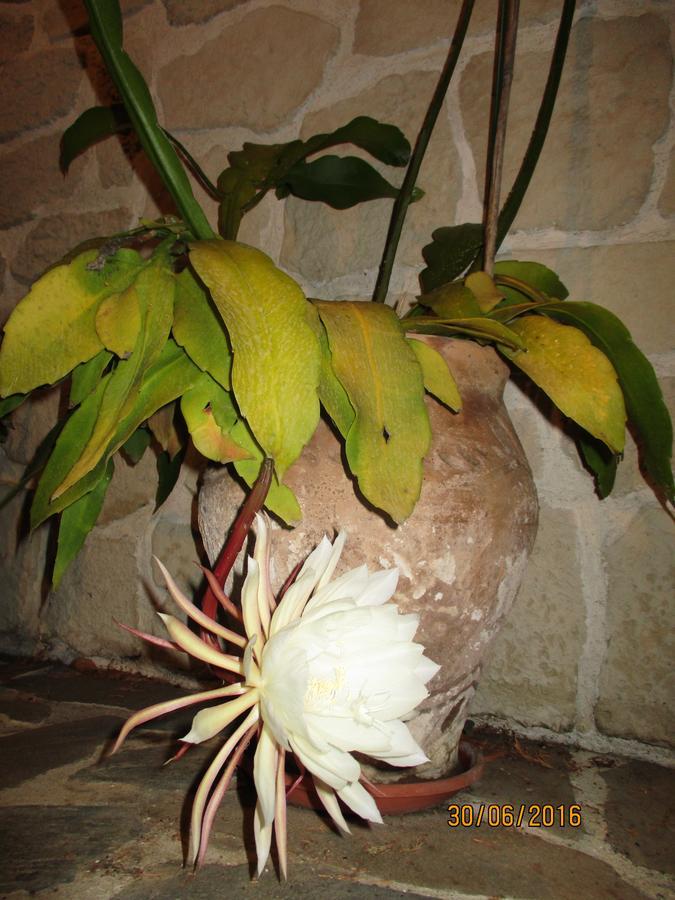 Bed and Breakfast Les Mimosas Menton Exteriér fotografie